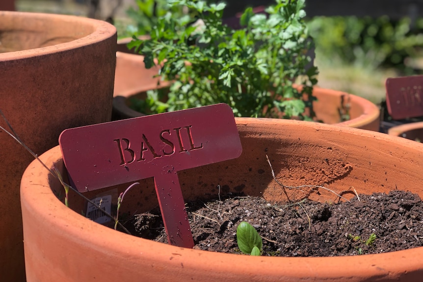 Close-up of a plant of basil and sign in a pot